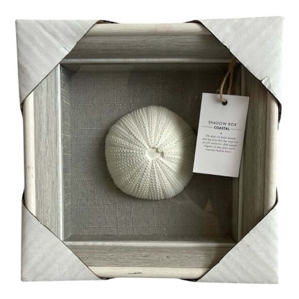 NEW Coastal Shadow Box 9" Sea Urchin Shell Wall Art Beach Nautical Decor White - Picture 2 of 6